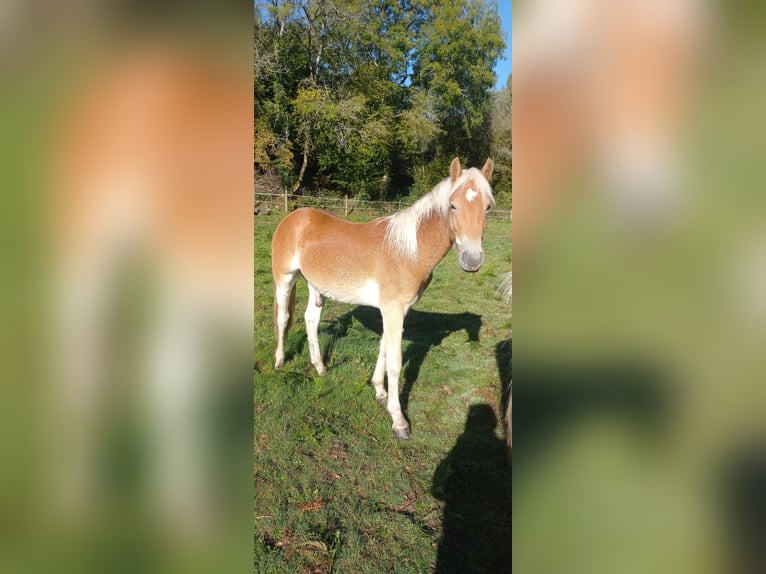 Haflinger Hengst 2 Jaar 150 cm Vos in JABREILLES LES BORDES