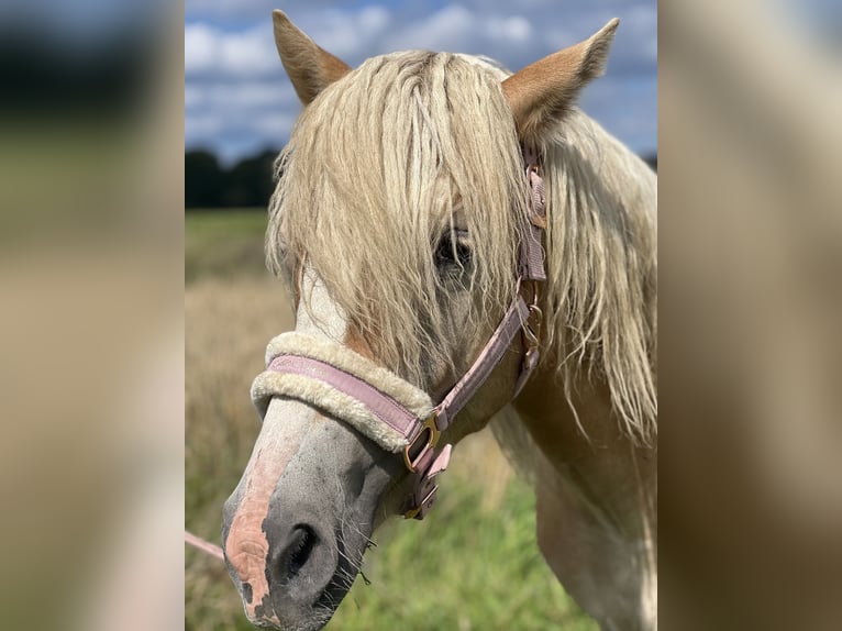 Haflinger Hengst 2 Jaar 150 cm Vos in Dahlenburg