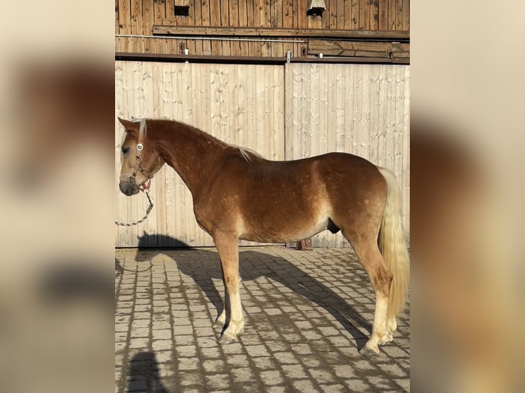Haflinger Hengst 2 Jaar 150 cm Vos in Falkenberg