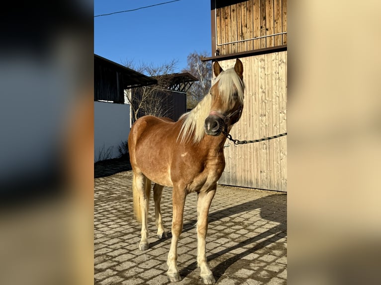 Haflinger Hengst 2 Jaar 150 cm Vos in Falkenberg