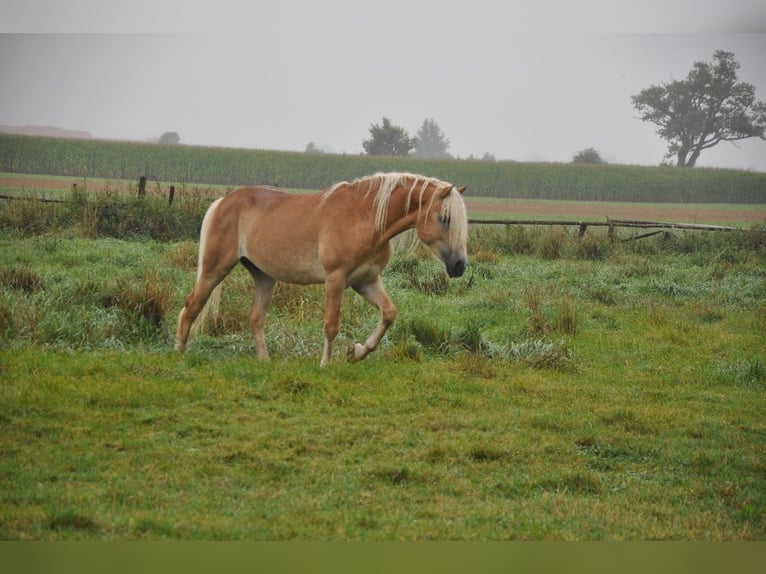 Haflinger Hengst 2 Jaar 151 cm Vos in Westendorf