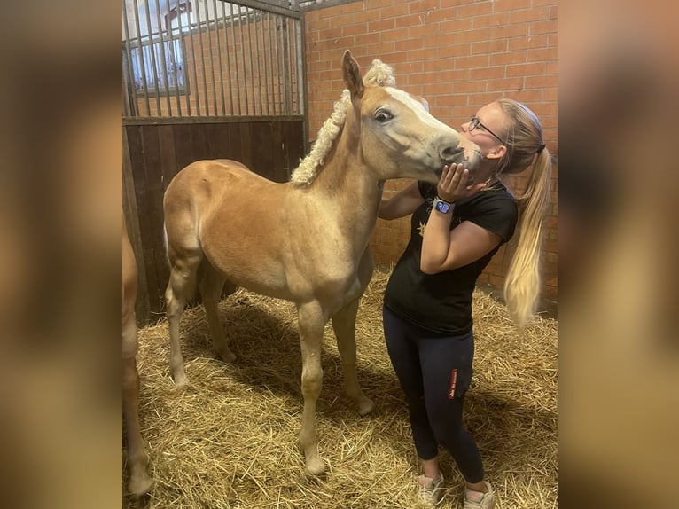 Haflinger Hengst 2 Jaar 152 cm in Trebbin