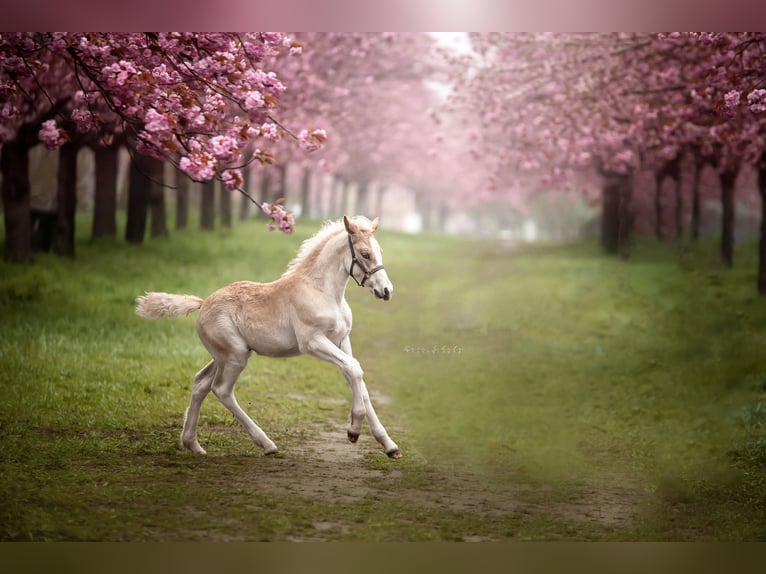 Haflinger Hengst 2 Jaar 152 cm in Trebbin