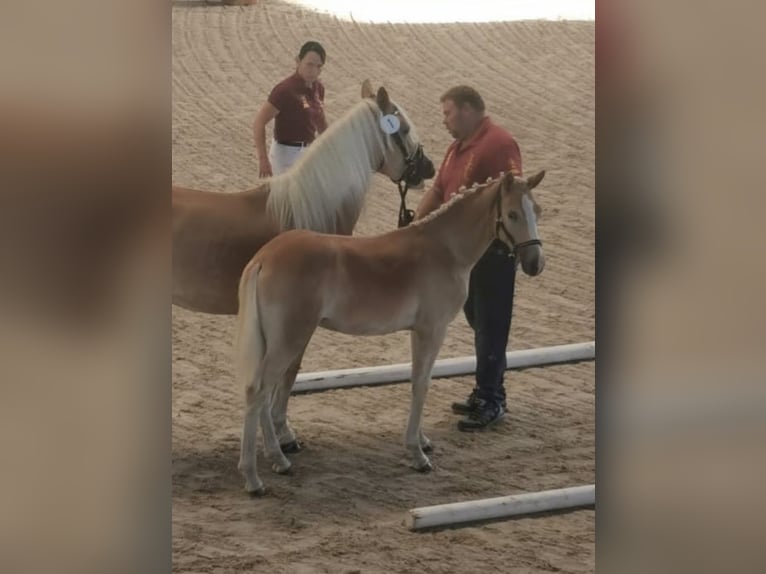 Haflinger Hengst 2 Jaar 152 cm in Trebbin