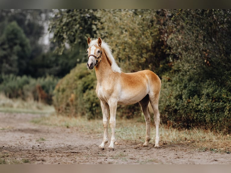 Haflinger Hengst 2 Jaar 154 cm in Trebbin