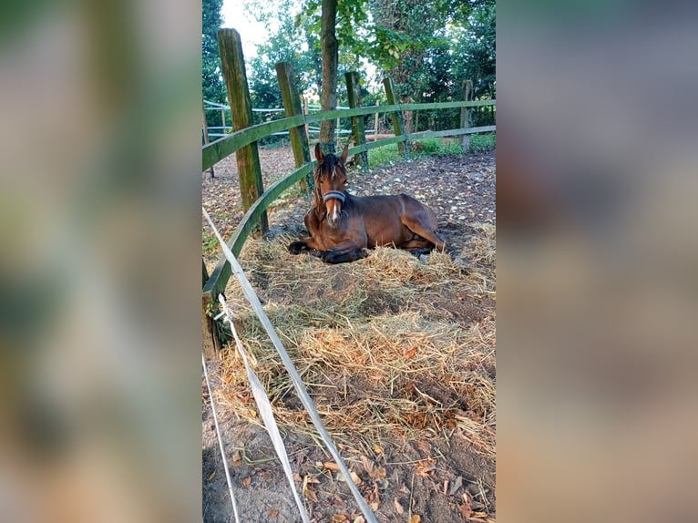 Haflinger Mix Hengst 2 Jaar 160 cm Donkerbruin in Albignasego