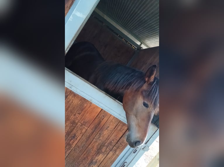 Haflinger Mix Hengst 2 Jaar 160 cm Donkerbruin in Albignasego