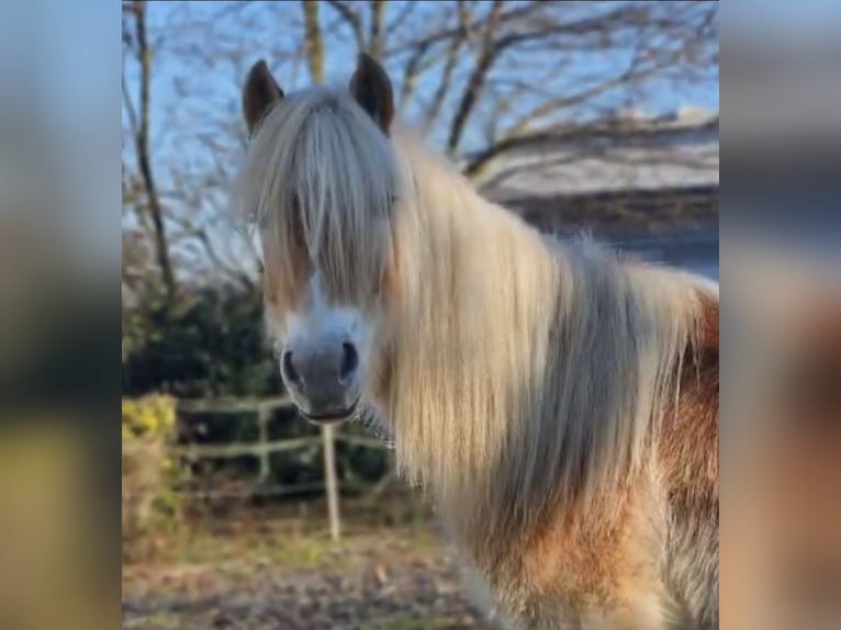 Haflinger Hengst 2 Jaar in Niederzier