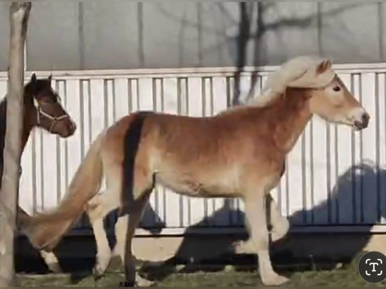 Haflinger Hengst 2 Jaar in Niederzier