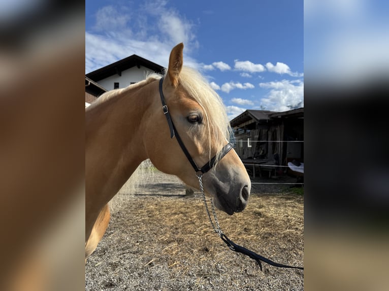 Haflinger Hengst 2 Jaar in Uderns