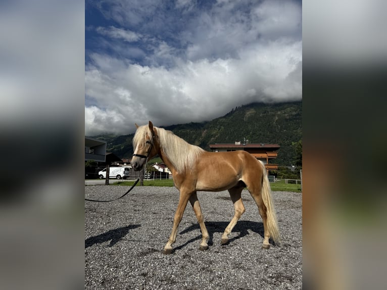 Haflinger Hengst 2 Jaar in Uderns