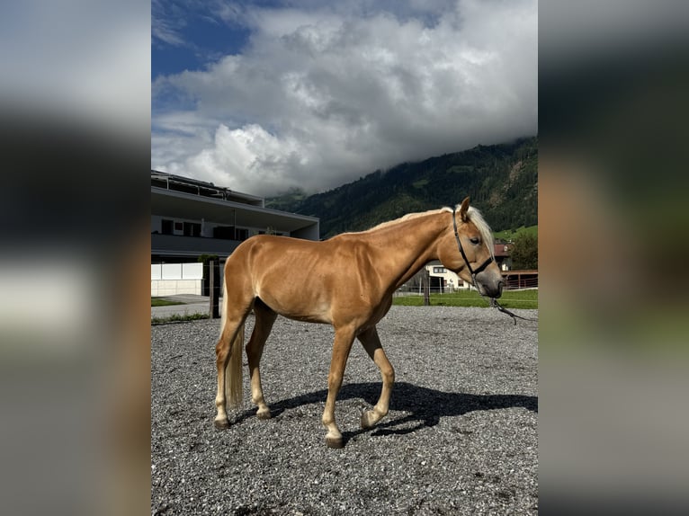 Haflinger Hengst 2 Jaar in Uderns