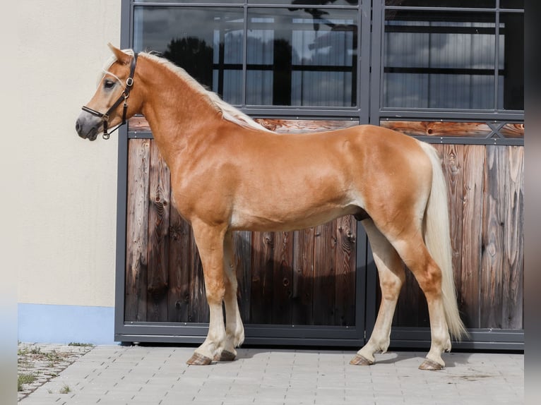 Haflinger Hengst 2 Jaar Vos in Ebermannsdorf
