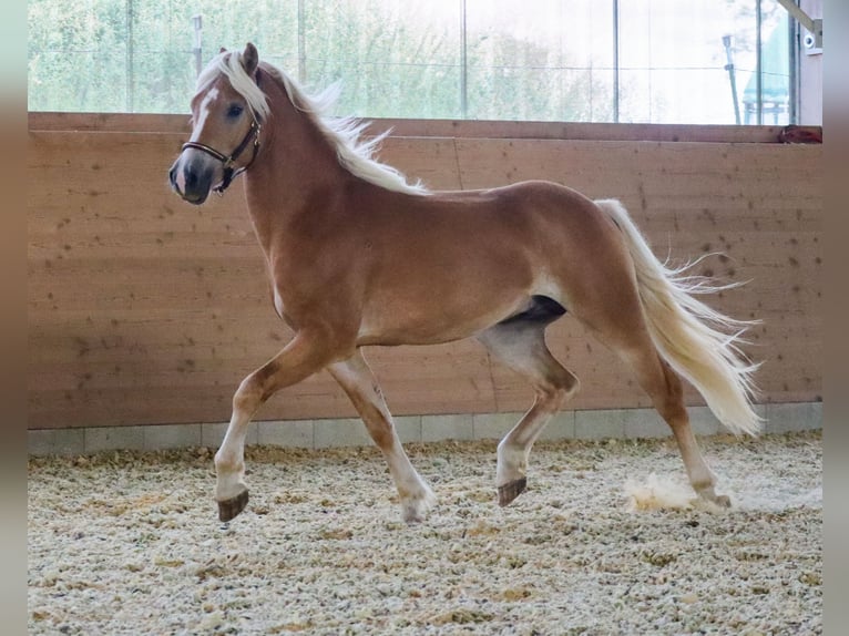 Haflinger Hengst 2 Jaar Vos in Ebermannsdorf