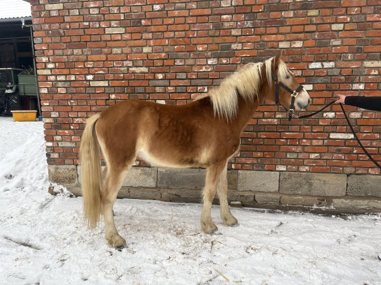 Haflinger Hengst 2 Jahre 140 cm Fuchs in Helmstedt