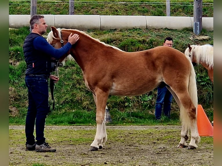 Haflinger Hengst 2 Jahre 140 cm Fuchs in Gummern