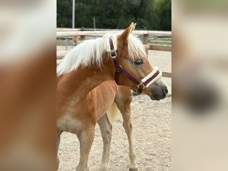 Haflinger Hengst 2 Jahre 140 cm Fuchs in Gummern