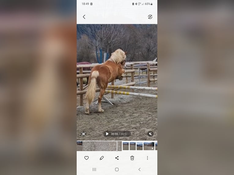 Haflinger Hengst 2 Jahre 140 cm Fuchs in Gummern