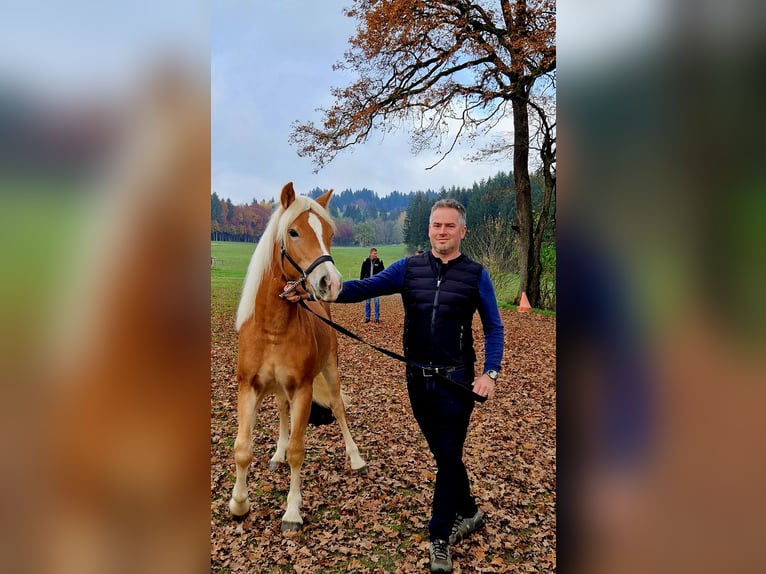 Haflinger Hengst 2 Jahre 140 cm Fuchs in Gummern