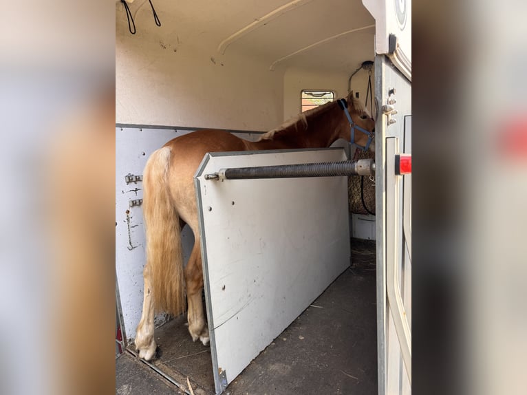 Haflinger Hengst 2 Jahre 142 cm  in Wietzendorf