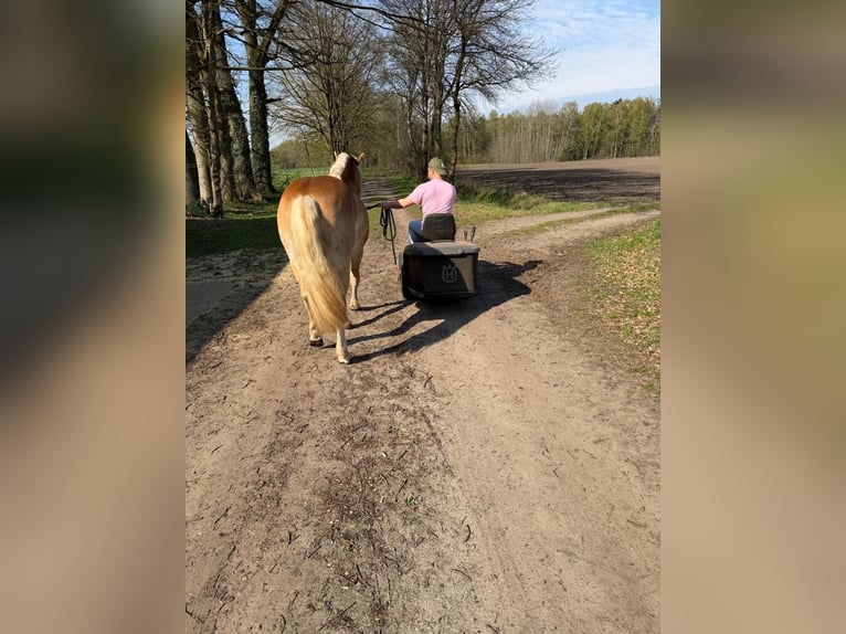 Haflinger Hengst 2 Jahre 142 cm  in Wietzendorf