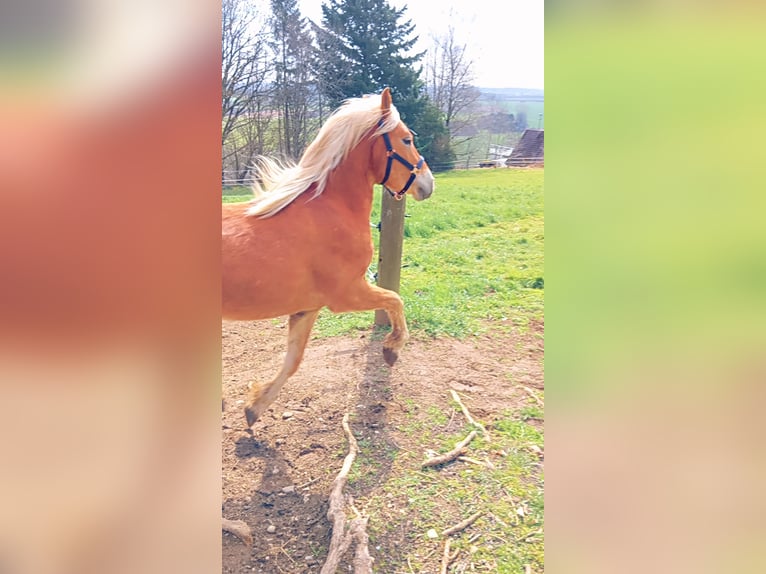Haflinger Hengst 2 Jahre 142 cm Fuchs in Schwabm&#xFC;nchench