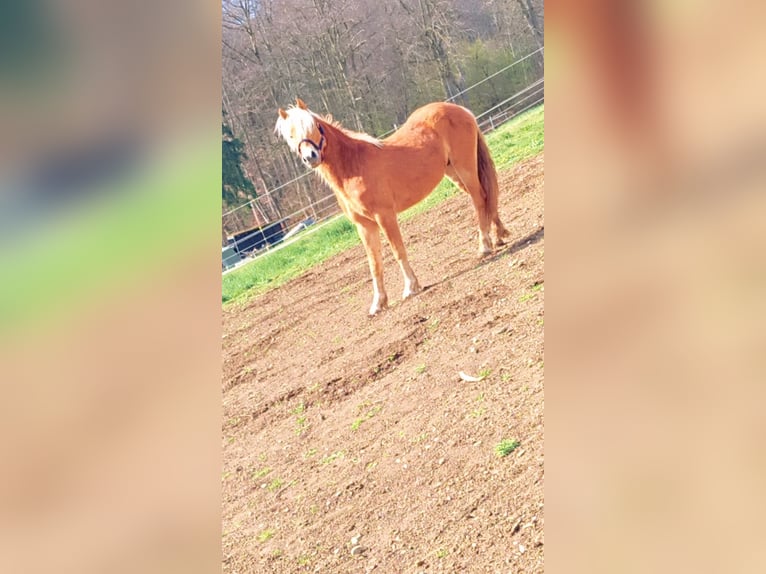 Haflinger Hengst 2 Jahre 142 cm Fuchs in Schwabm&#xFC;nchench