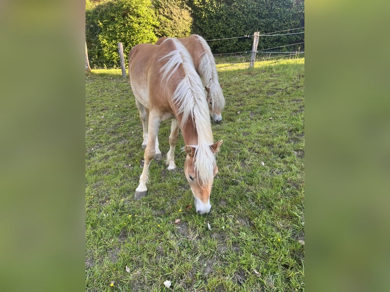 Haflinger Hengst 2 Jahre 145 cm in Much