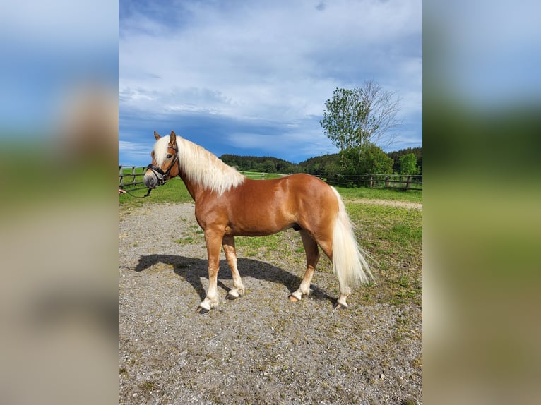 Haflinger Hengst 2 Jahre 146 cm Dunkelfuchs in Ebersberg