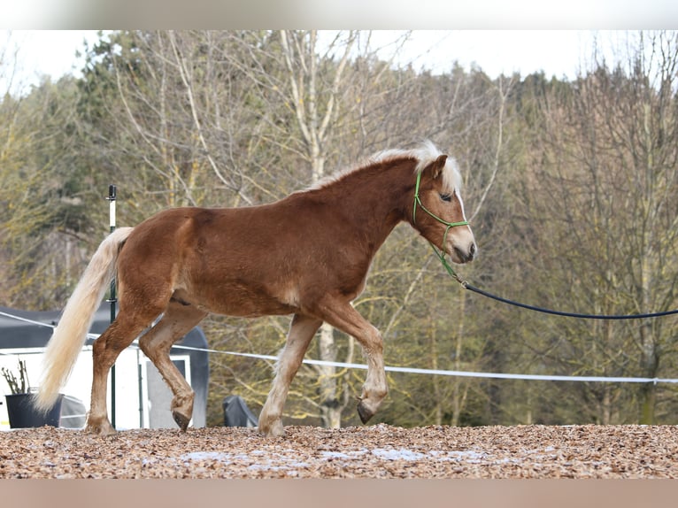 Haflinger Hengst 2 Jahre 148 cm in Langschlag