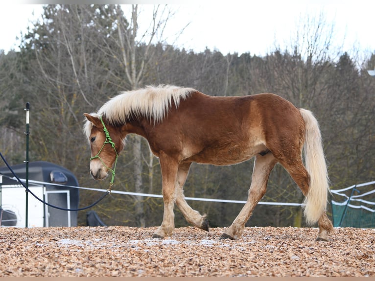 Haflinger Hengst 2 Jahre 148 cm in Langschlag