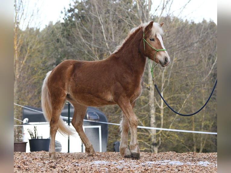 Haflinger Hengst 2 Jahre 148 cm in Langschlag
