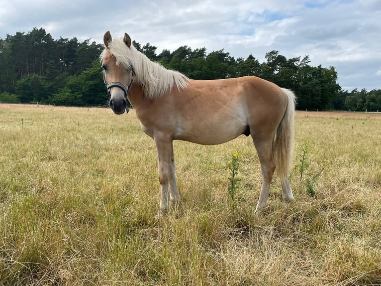 Haflinger Hengst 2 Jahre 148 cm  in Suhlendorf