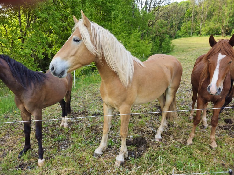 Haflinger Hengst 2 Jahre 148 cm Fuchs in Helsa