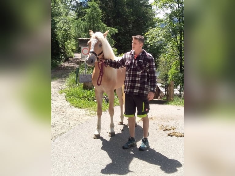 Haflinger Hengst 2 Jahre 148 cm Fuchs in Bozen/Südtirol