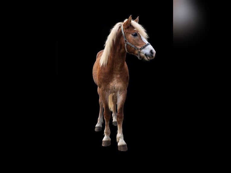 Haflinger Hengst 2 Jahre 149 cm  in Tadten