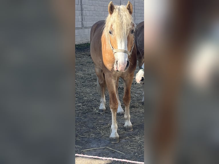 Haflinger Hengst 2 Jahre 149 cm  in Tadten
