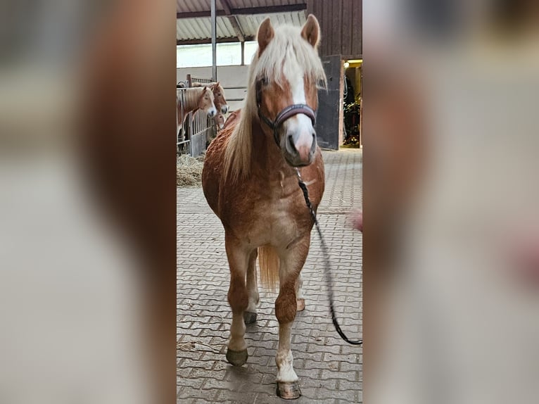 Haflinger Hengst 2 Jahre 149 cm Fuchs in Wolfstein
