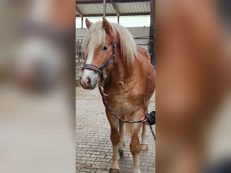Haflinger Hengst 2 Jahre 149 cm Fuchs in Wolfstein