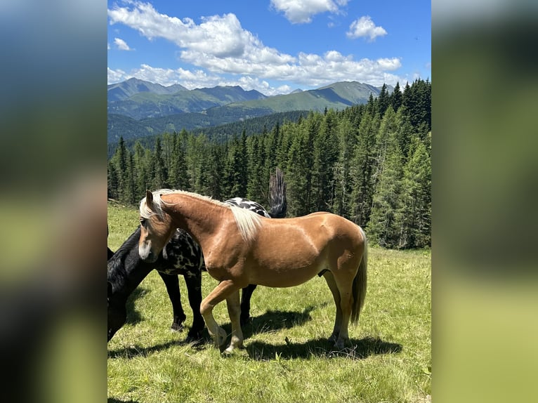 Haflinger Hengst 2 Jahre 149 cm Fuchs in St.Peter am Kammersberg