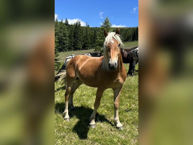 Haflinger Hengst 2 Jahre 149 cm Fuchs in St.Peter am Kammersberg