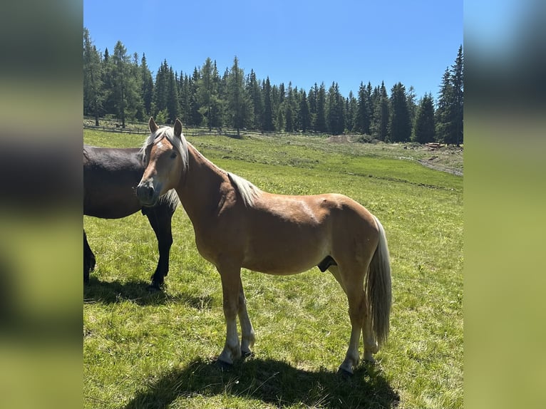 Haflinger Hengst 2 Jahre 149 cm Fuchs in St.Peter am Kammersberg