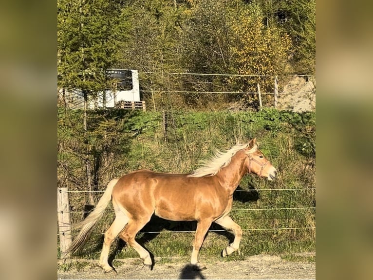 Haflinger Hengst 2 Jahre 149 cm Fuchs in St.Peter am Kammersberg