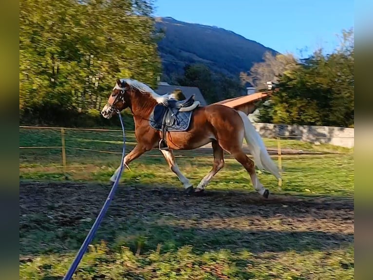 Haflinger Hengst 2 Jahre 150 cm Dunkelfuchs in Tubre Haflinger Hengst 2 Jahre 150 cm Dunkelfuchs in Tubre
