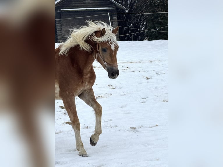 Haflinger Hengst 2 Jahre 150 cm Fuchs in Falkenberg