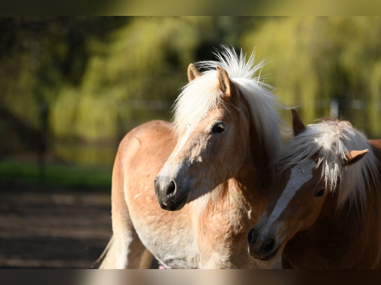 Haflinger Hengst 2 Jahre 151 cm Fuchs in Langschlag