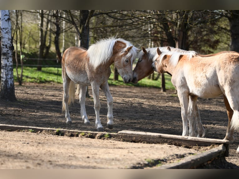 Haflinger Hengst 2 Jahre 151 cm Fuchs in Langschlag