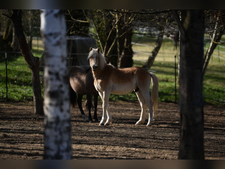 Haflinger Hengst 2 Jahre 151 cm Fuchs in Langschlag