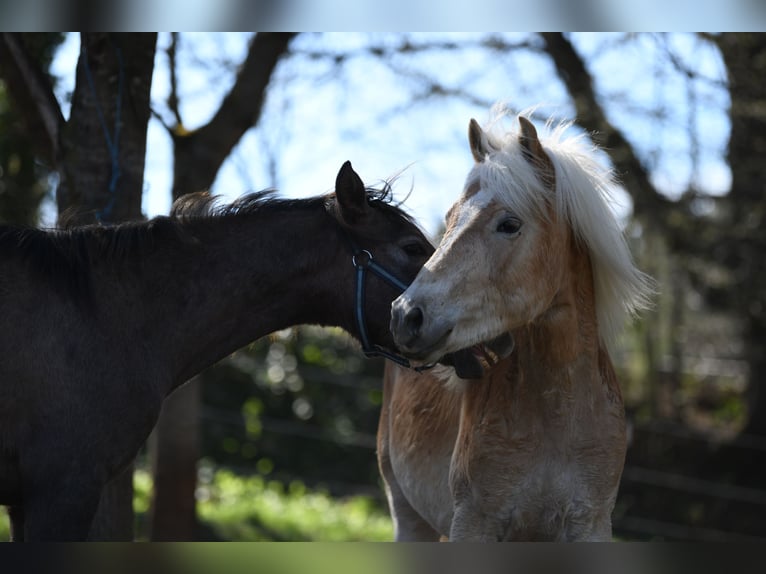 Haflinger Hengst 2 Jahre 151 cm Fuchs in Langschlag