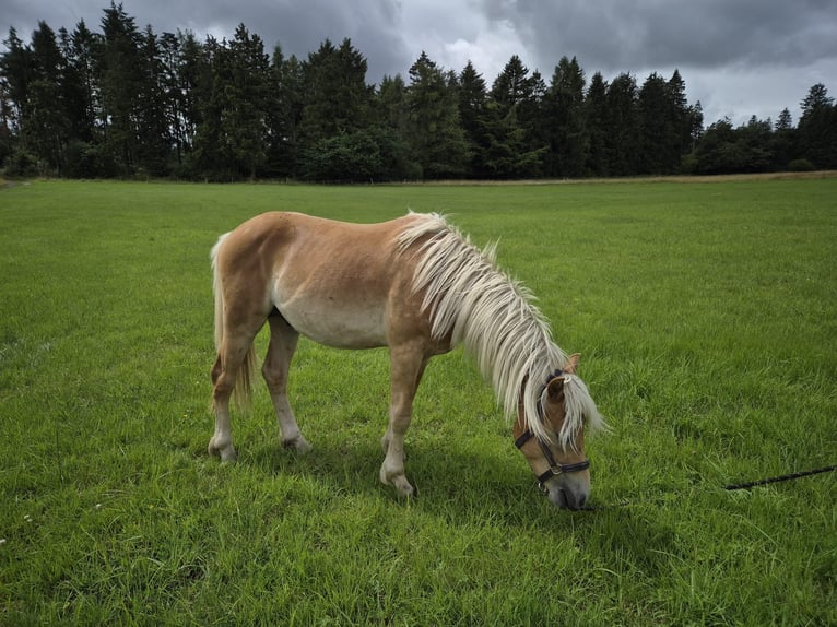 Haflinger Hengst 2 Jahre in Bereborn